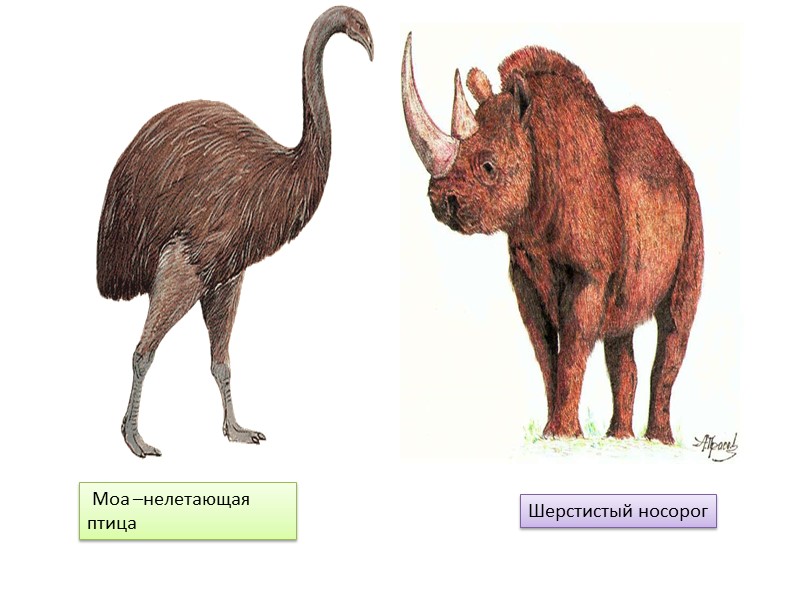 Шерстистый носорог  Моа –нелетающая  птица
